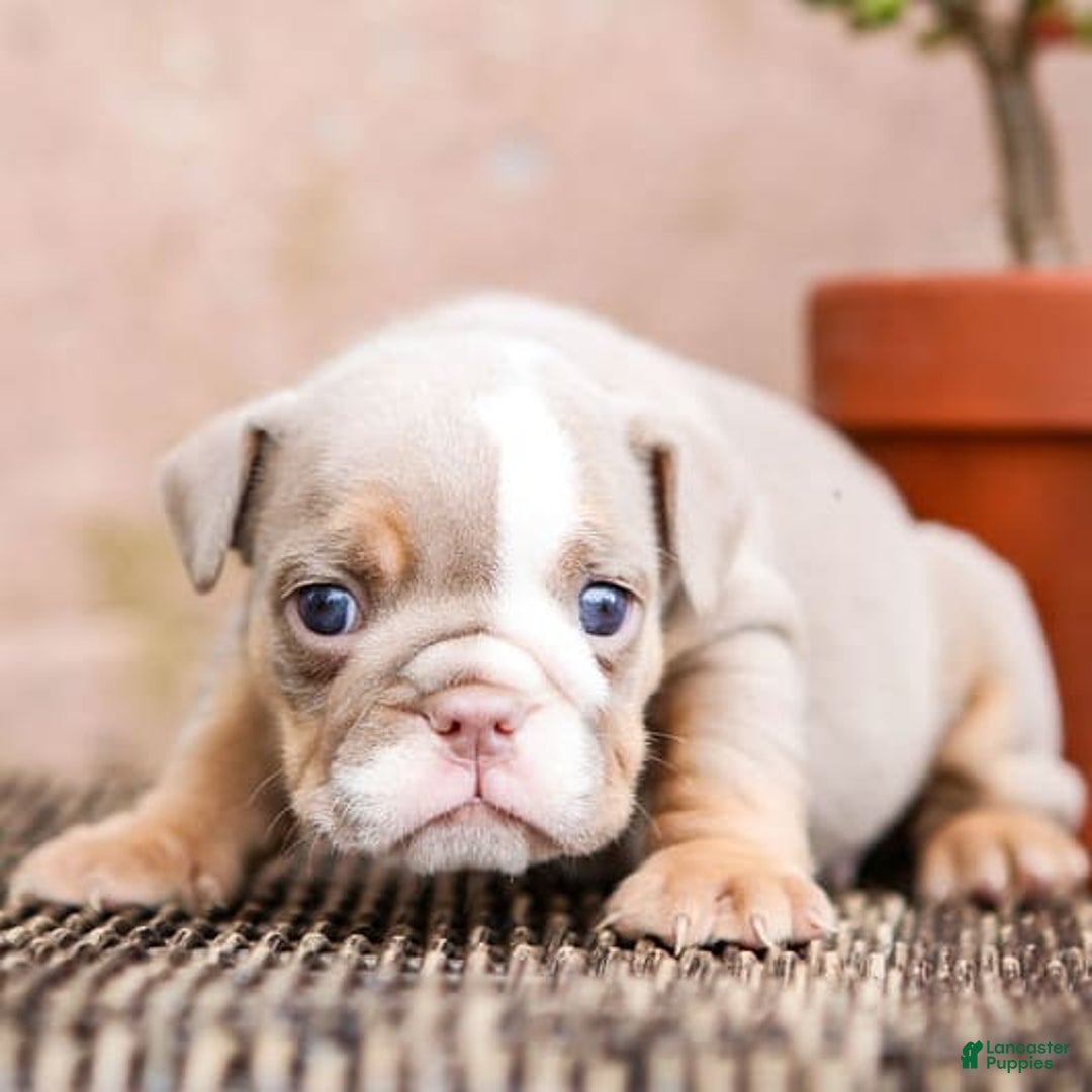 English Bulldog dogs for sale: Truffles - Image 13