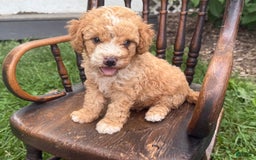 Goldendoodle dogs for sale: Butterfinger - Image 2