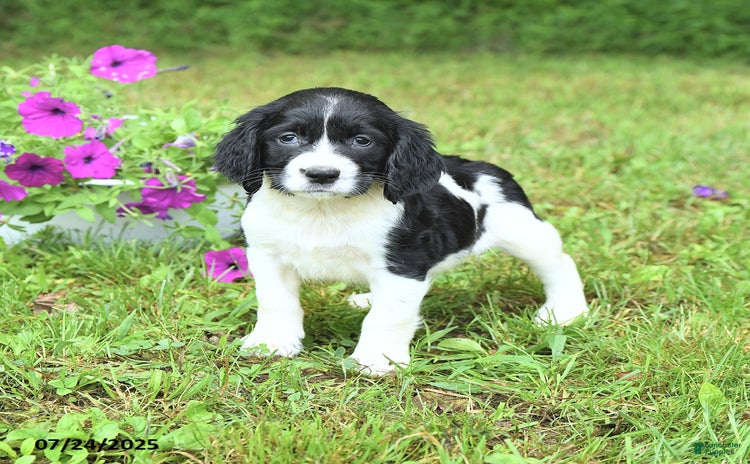 English Springer Spaniel dogs for sale - Ad 3