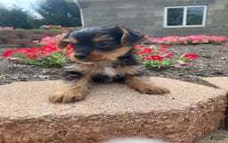 Yorkshire Terrier dogs for sale: Lux - Image 10