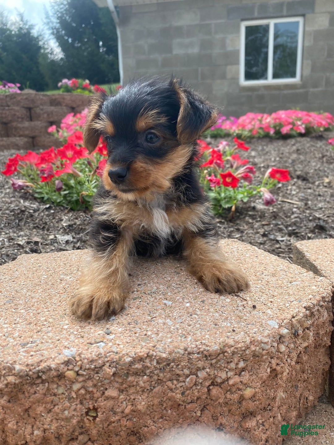 Yorkshire Terrier dogs for sale: Lux - Image 10