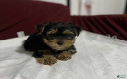 Yorkshire Terrier dogs for sale: Teddy - Image 1