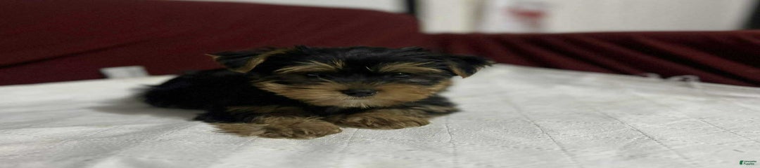 Teddy
