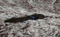 Labradoodle dogs for sale: Runtie - Image 3