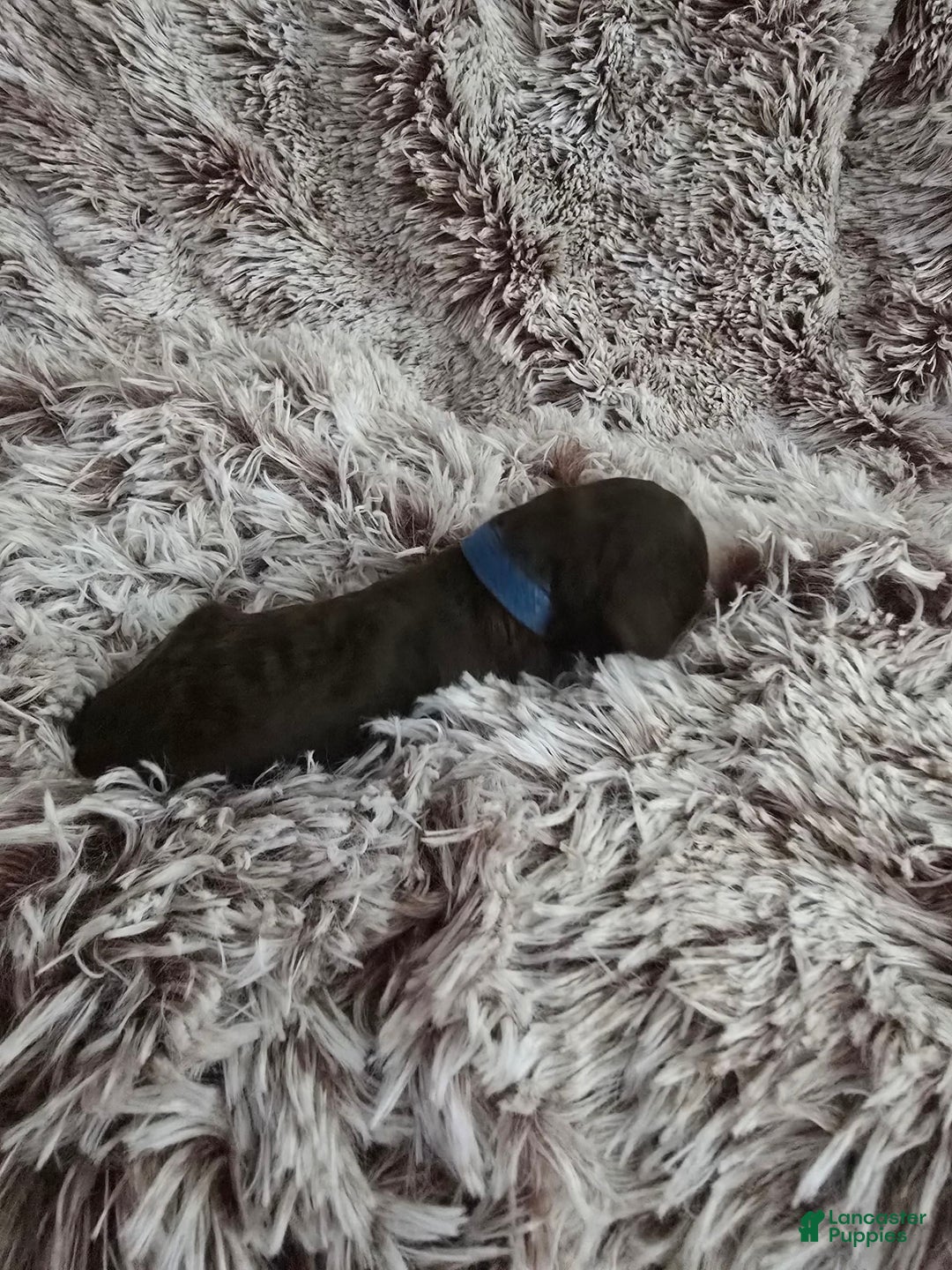Labradoodle dogs for sale: Runtie - Image 3
