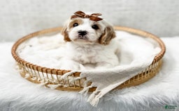 Cavapoo dogs for sale: Cavapoo 4 puppies - Image 10