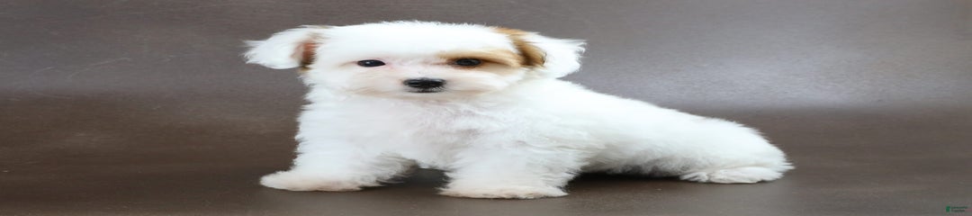 Bernie