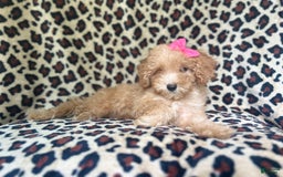 Cavapoo dogs for sale: Dutchess - Image 5