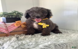 Goldendoodle dogs for sale: Lucy - Image 13