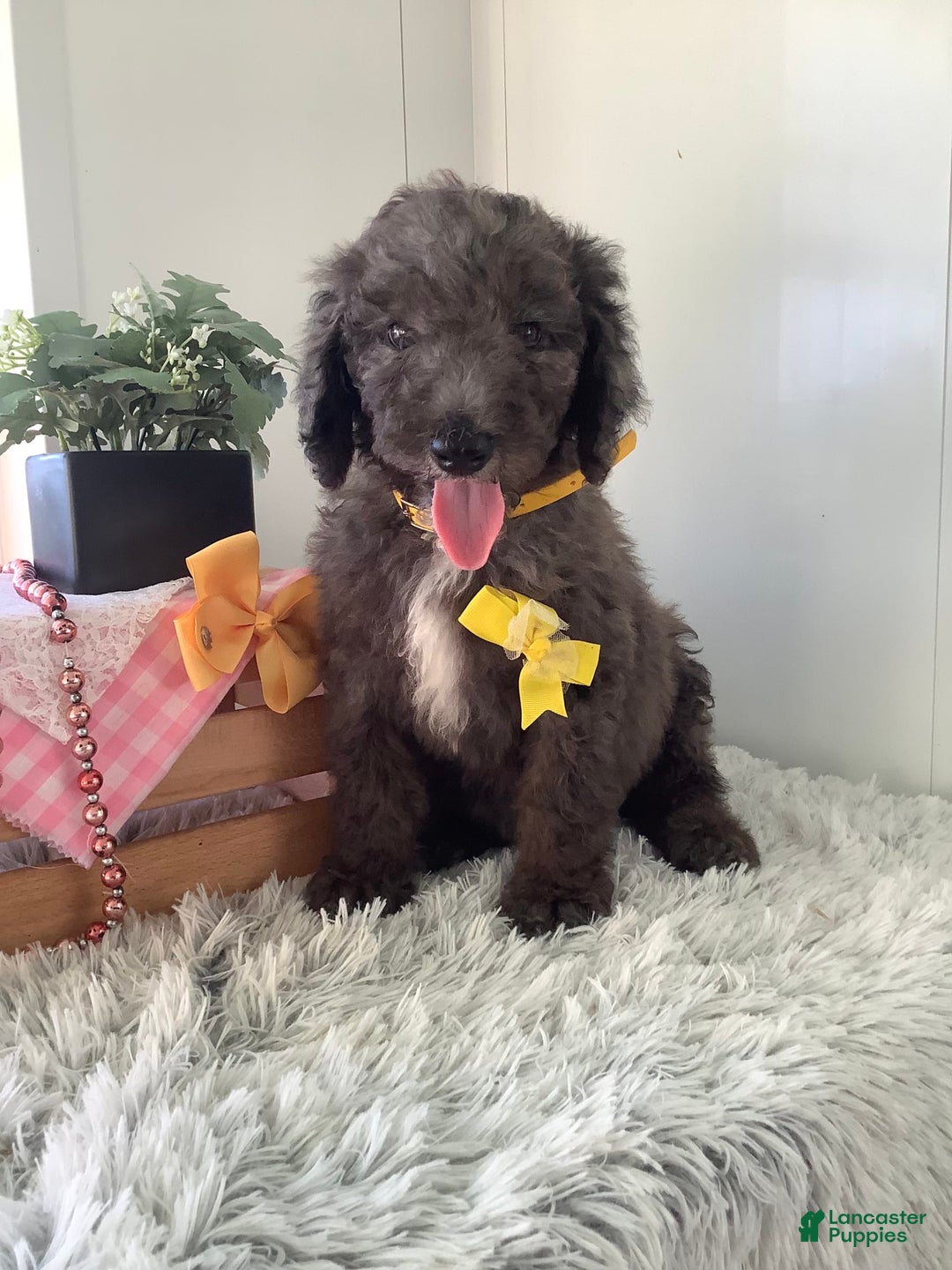 Goldendoodle dogs for sale: Lucy - Image 13