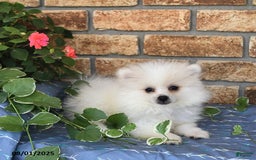 Pomeranian dogs for sale: Teddy - Image 2