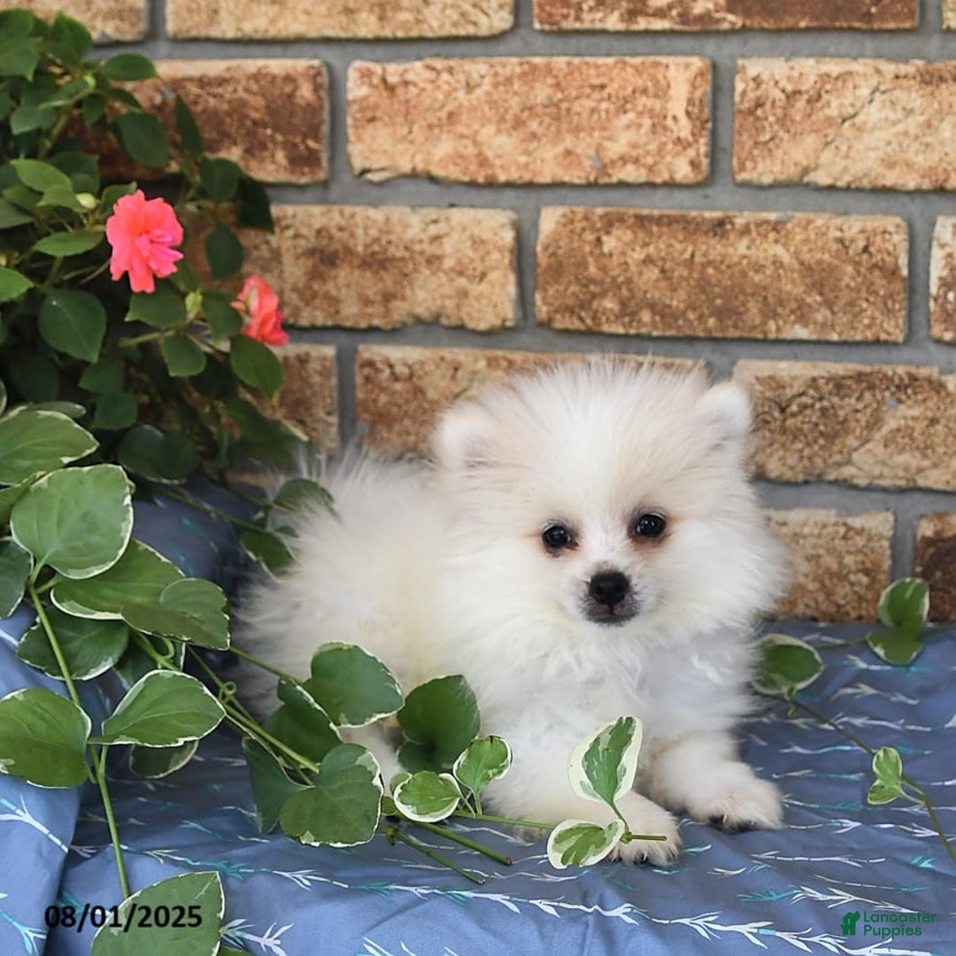 Pomeranian dogs for sale: Teddy - Image 2