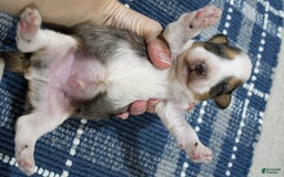 Mini Bernedoodle dogs for sale: Luke - Image 9
