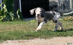 Great Dane dogs for sale: Great Dane 4 puppies - Image 20