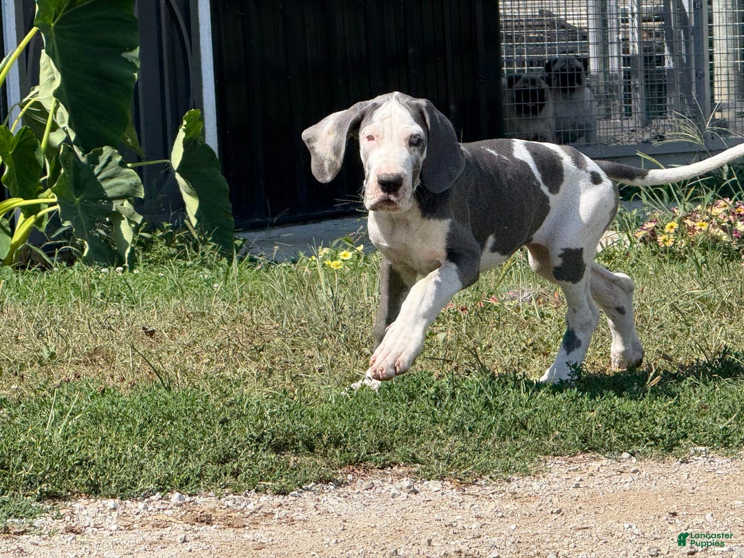 Great Dane dogs for sale: Great Dane 4 puppies - Image 20