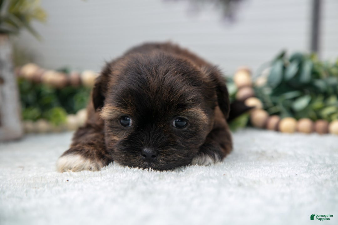 Shorkie dogs for sale: Luella - Image 2