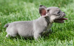 French Bulldog dogs for sale: A J - Image 5