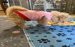 Miniature Poodle dogs for sale: Lili - Image 2