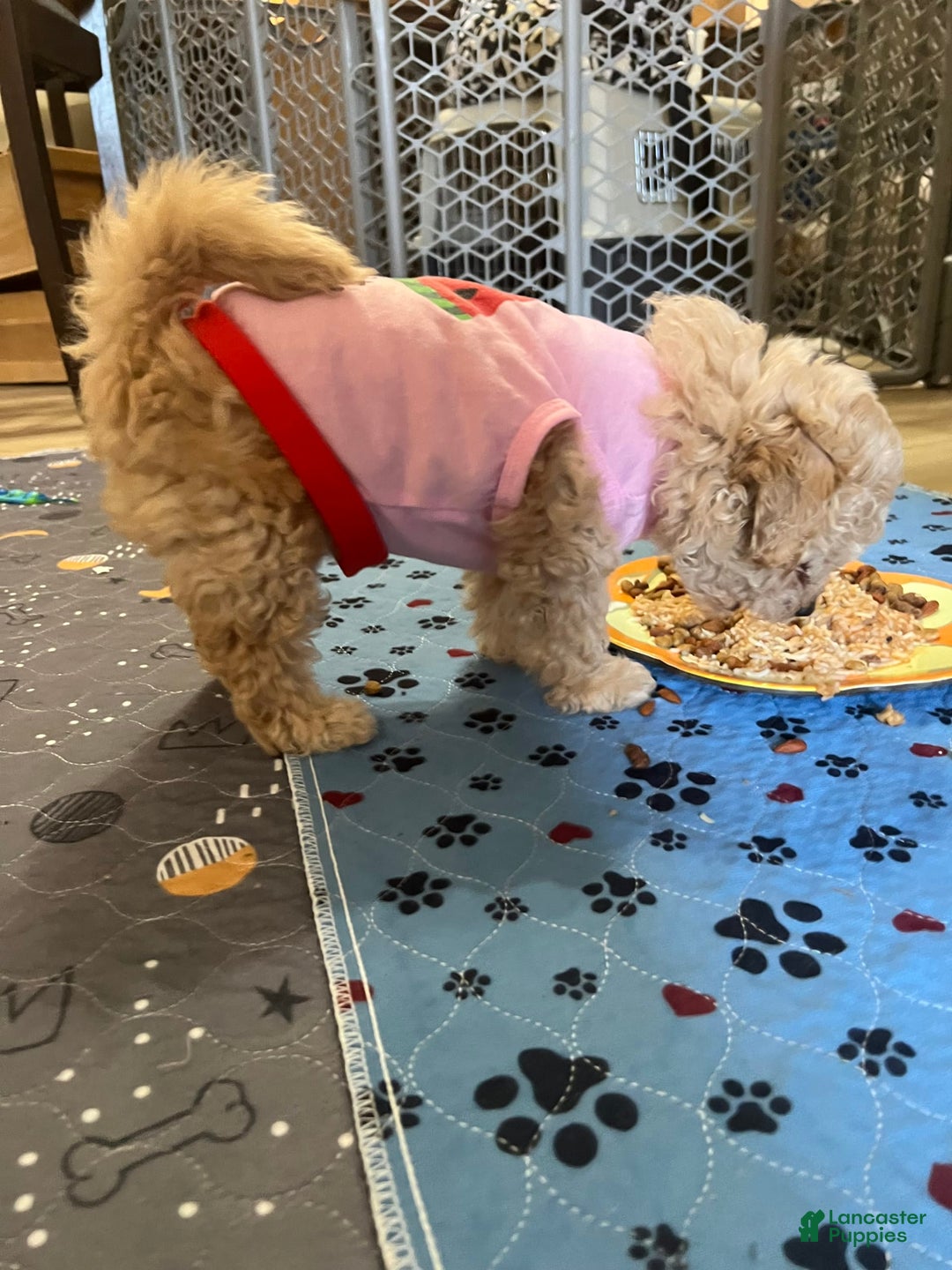 Miniature Poodle dogs for sale: Lili - Image 2