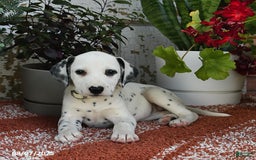 Dalmatian dogs for sale: Sara - Image 3