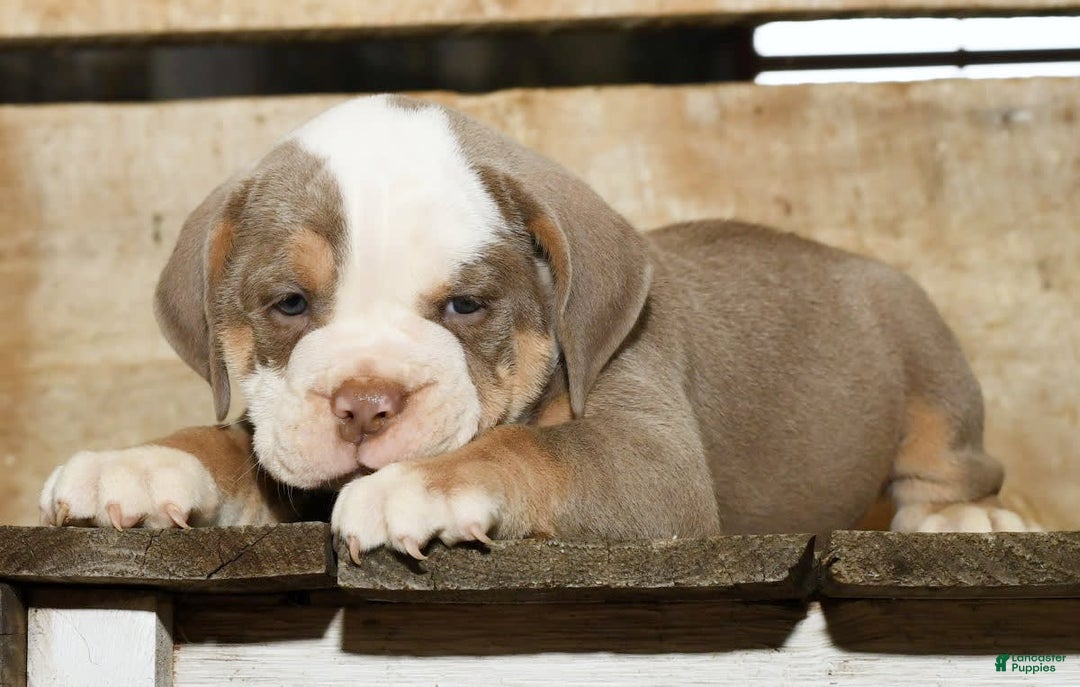 Beabull dogs for sale: Finn - Image 9