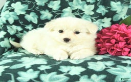 Eskipoo dogs for sale: Snowflake - Image 1