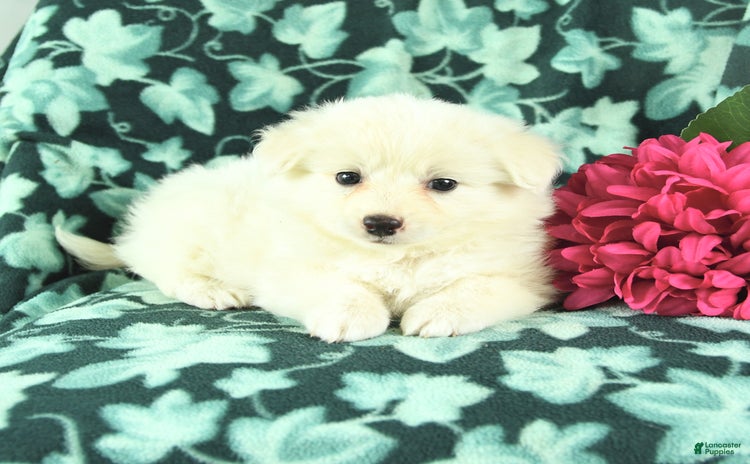 Eskipoo dogs for sale - Ad 1