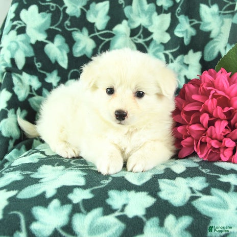 Eskipoo dogs for sale - Ad 1