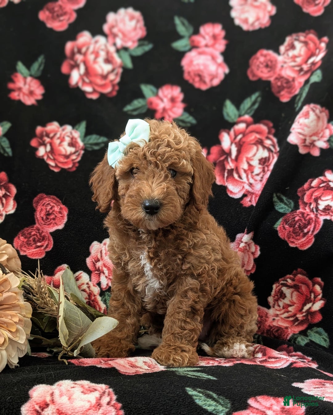 Mini Goldendoodle dogs for sale: Juliana Genetic Testing - Image 6