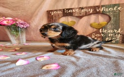 Miniature Dachshund dogs for sale: Hailey - Image 6