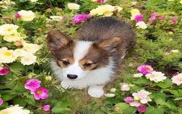 Welsh Corgi Pembroke dogs for sale: Teeka Fluffy - Image 4