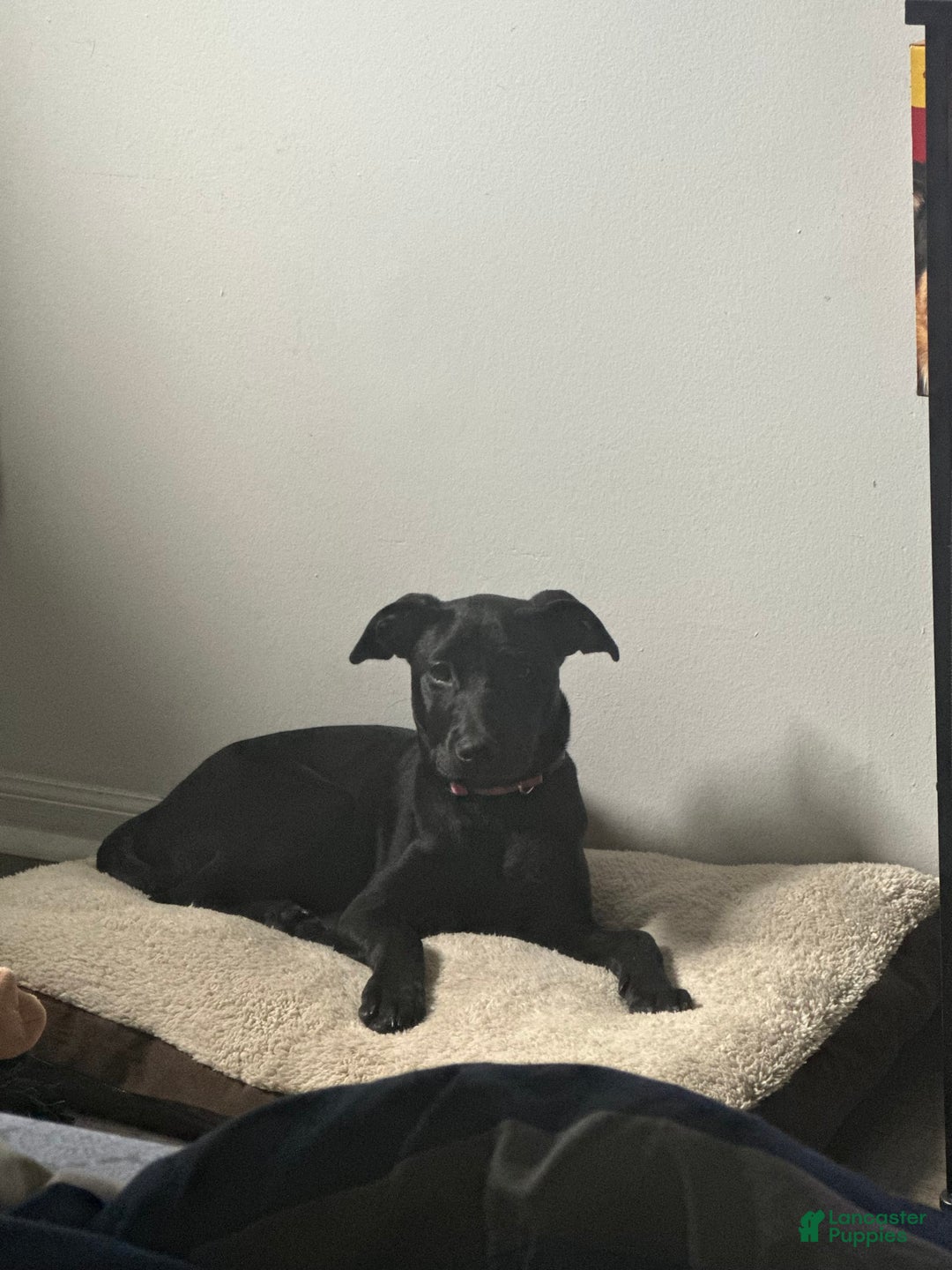 American Pit Bull Terrier dogs for sale: Nova - Image 7