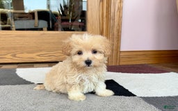 Maltipoo dogs for sale: Drew - Image 1