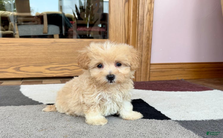 Maltipoo dogs for sale - Ad 3