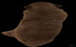 Pomeranian dogs for sale: Twix - Image 16