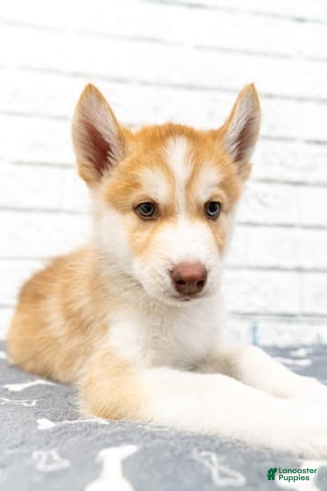 Alaskan Malamute dogs for sale: Chopper - Image 7