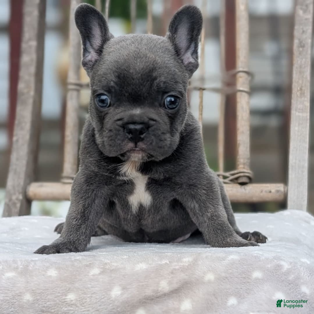 French Bulldog dogs for sale: Zane - Image 4
