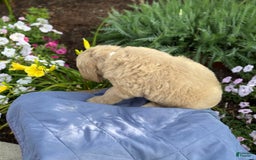 Goldendoodle dogs for sale: Justen - Image 5