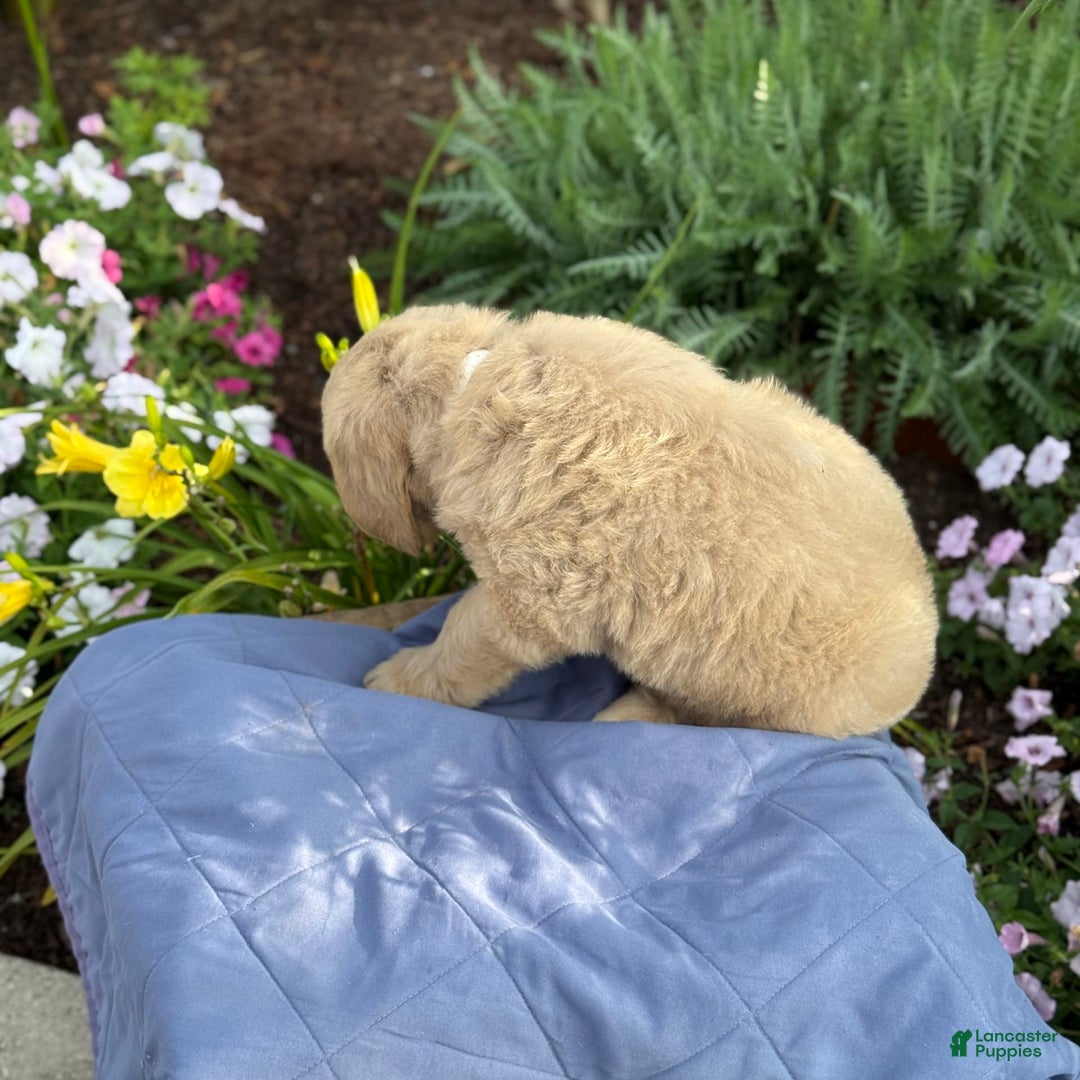 Goldendoodle dogs for sale: Justen - Image 5