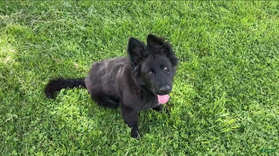 German Shepherd dogs for sale: Chloe - Image 4