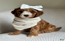 Mini Goldendoodle dogs for sale: Dolly - Image 1