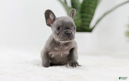 French Bulldog dogs for sale: Rhonda - Image 2