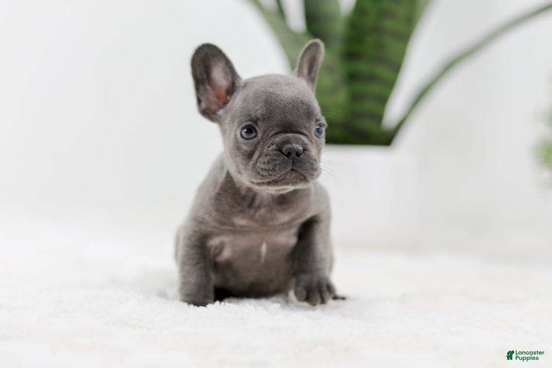 French Bulldog dogs for sale: Rhonda - Image 2