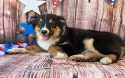 Australian Shepherd dogs for sale: Purple Collar Girl - Image 1