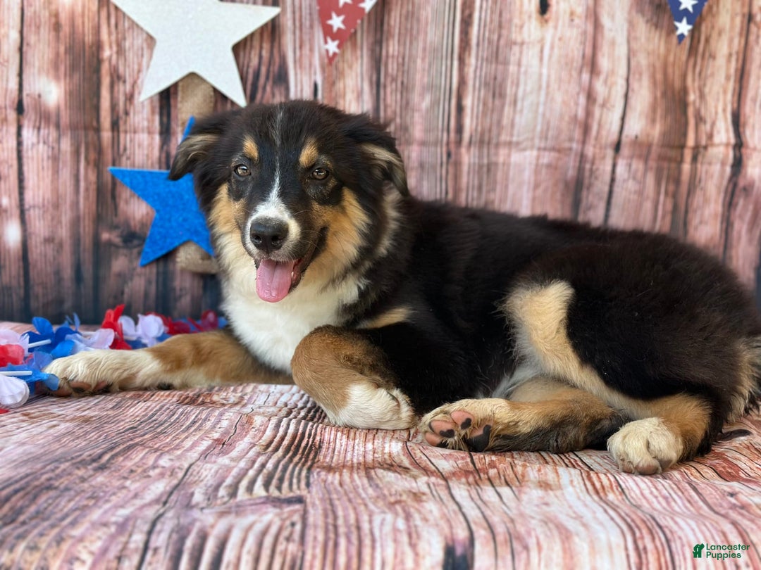 Australian Shepherd dogs for sale: Purple Collar Girl - Image 1