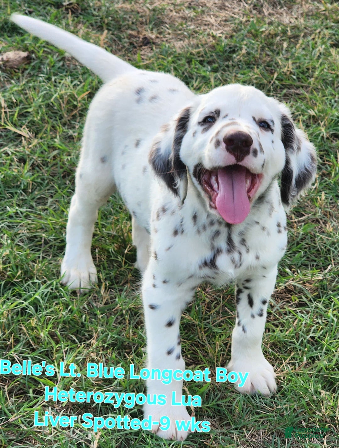 Dalmatian dogs for sale: Belles Lt. Blue Lua Longcoat Liver Spotted Boy - Image 3