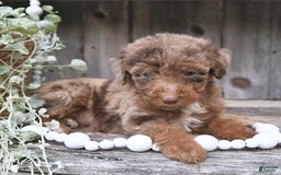 Aussiedoodle dogs for sale: Mason - Image 2
