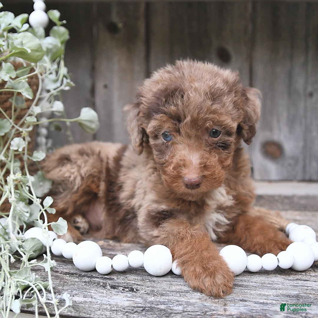 Aussiedoodle dogs for sale: Mason - Image 2