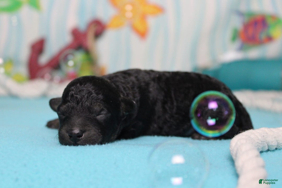 Toy Poodle dogs for sale: Jimmy - Image 5