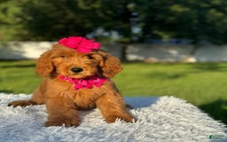 Goldendoodle dogs for sale: Milly - Image 2